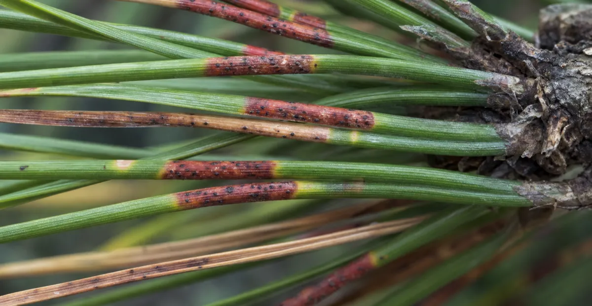 Dothistroma needle blight (red band needle blight)