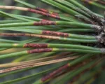 Dothistroma needle blight (red band needle blight)