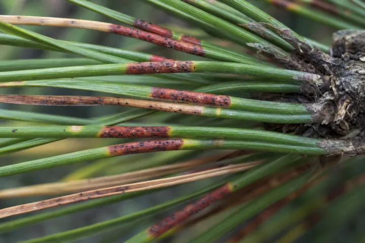Dothistroma needle blight (red band needle blight)