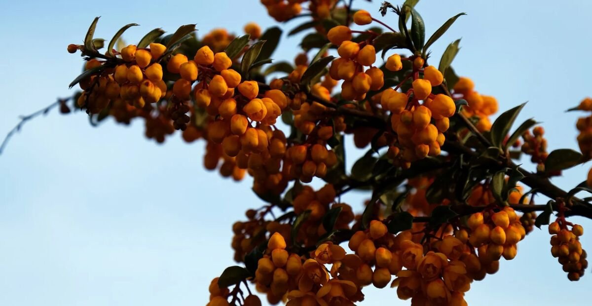 dráč Darwinov (Berberis darwinii) – fotografia rastliny