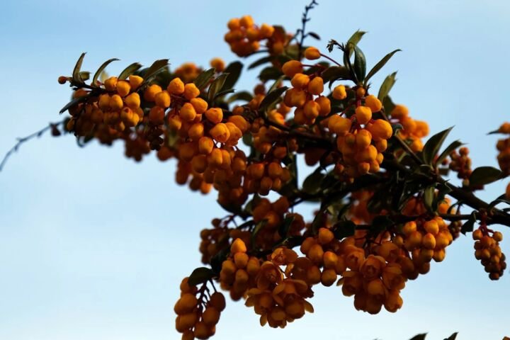Berberis darwinii