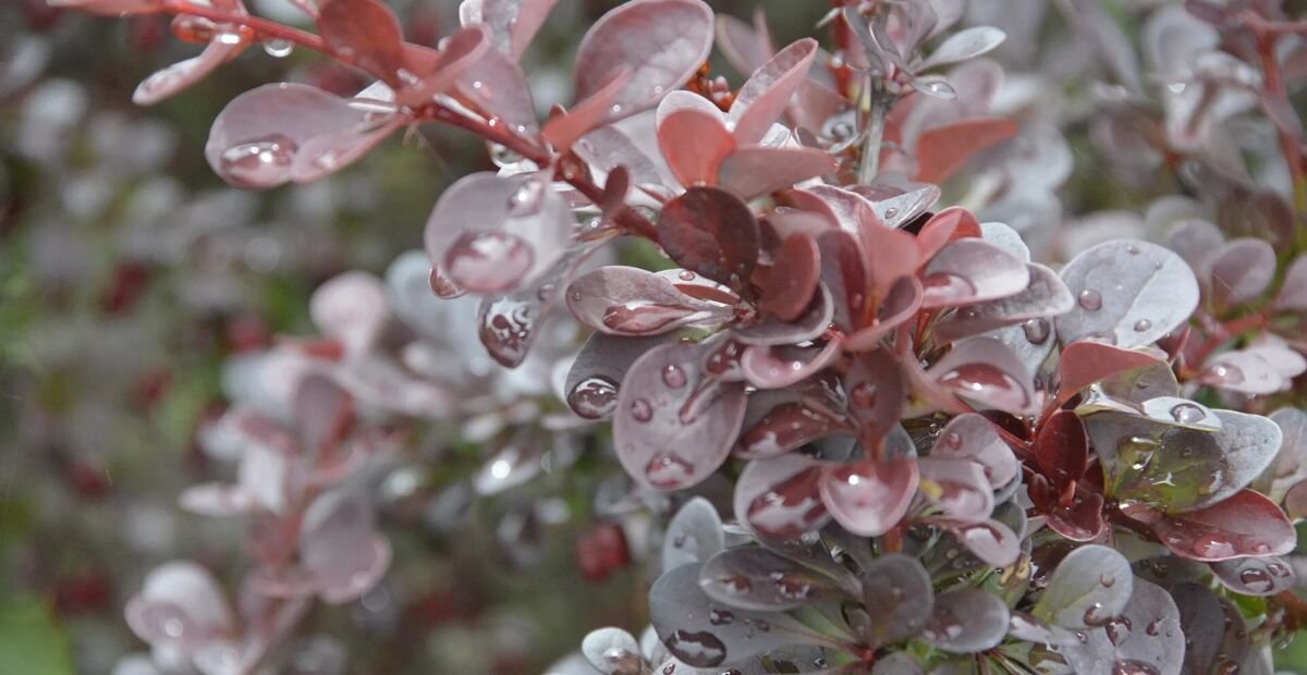 Dráč Thunbergov 'Atropurpurea' (Berberis thunbergii 'Atropurpurea') – fotografia rastliny