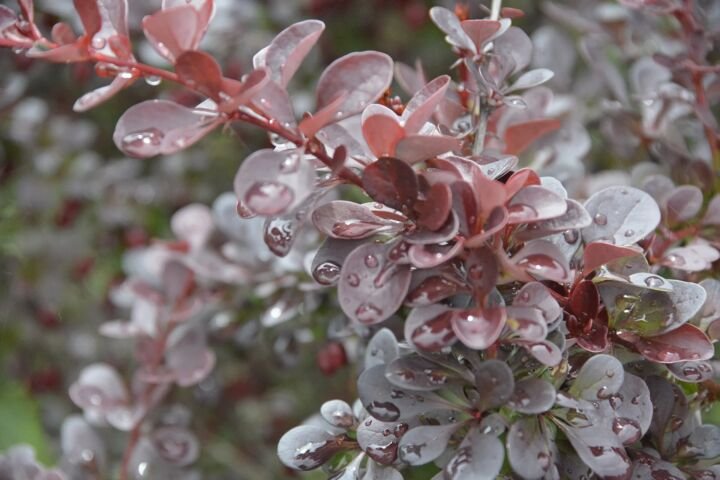 Berberis thunbergii 'Atropurpurea'