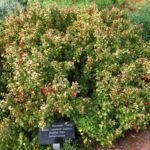 Dráč Thunbergov ‘Aurea’ (Berberis thunbergii 'Aurea') – fotografia rastliny