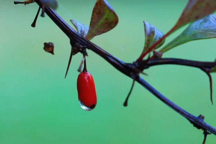 Berberis thunbergii