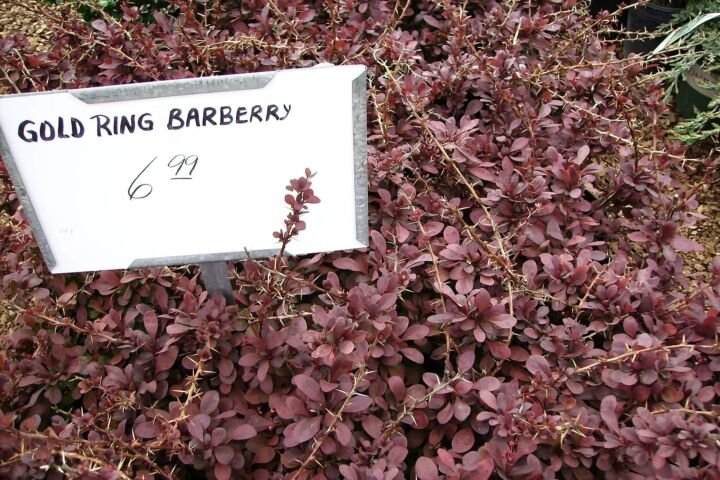 Berberis thunbergii 'Golden Ring'
