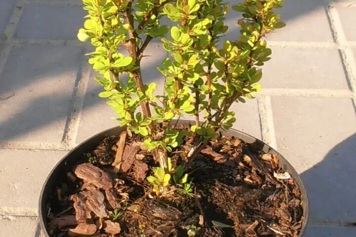 Berberis thunbergii 'Golden Rocket'
