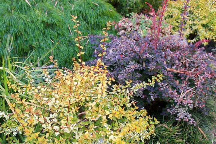 Berberis thunbergii 'Rose Glow'