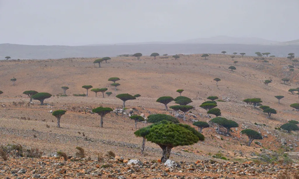 Sokotrischer Drachenbaum (Dracaena cinnabari) – natürliche Wuchsform, Pflanzenfoto