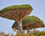 Dragon’s Blood Tree (Dracaena cinnabari) care guide