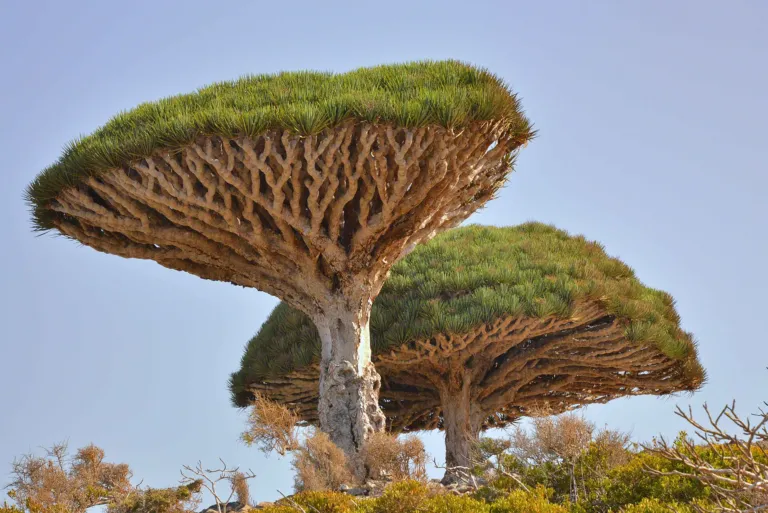 Dracaena cinnabari