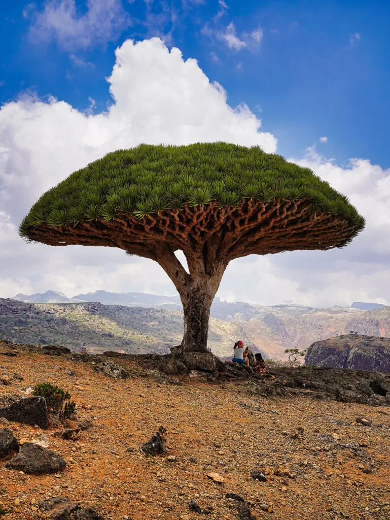 Sokotrischer Drachenbaum (Dracaena cinnabari) – natürliche Wuchsform, Pflanzenfoto