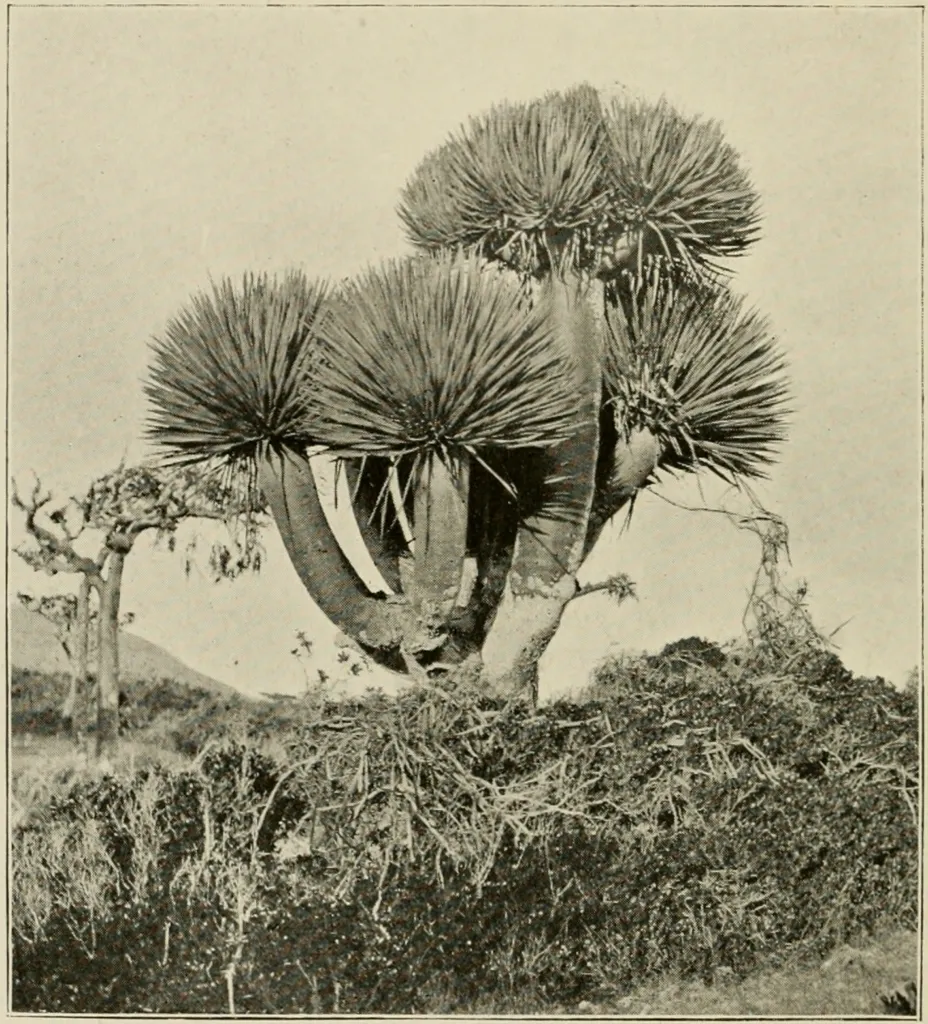 Sokotrischer Drachenbaum (Dracaena cinnabari) – natürliche Wuchsform, Pflanzenfoto