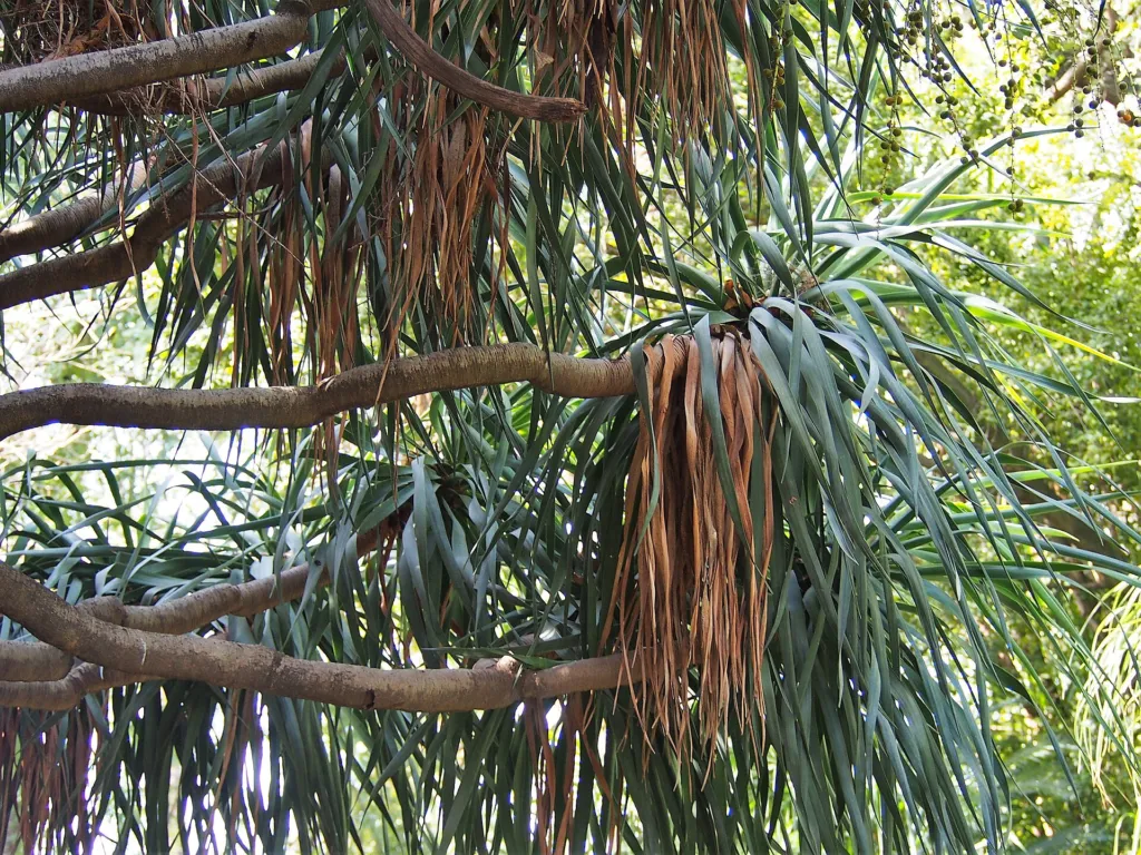 dracéna obyčajná (Dracaena draco) – v záhrade, fotografia rastliny