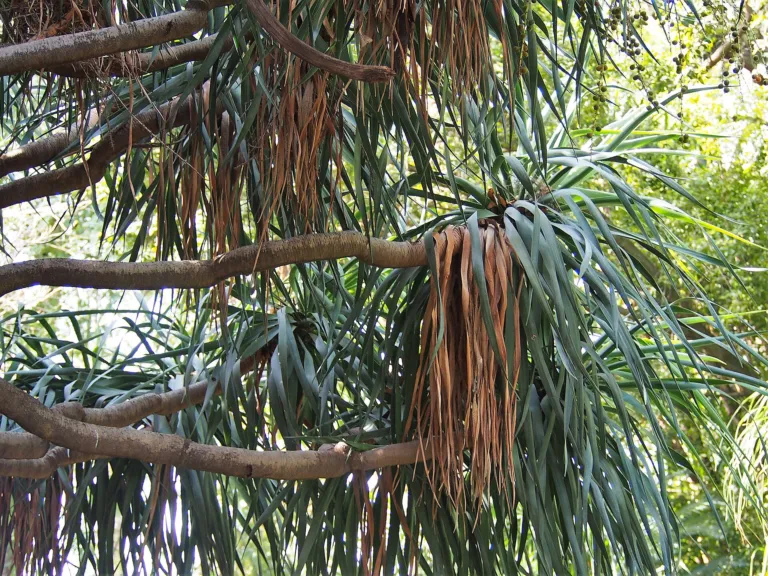 dragon-tree (Dracaena draco) – in a garden setting, plant photo