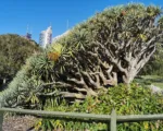 Dragon-tree (Dracaena draco) care guide