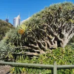 dragon-tree (Dracaena draco) – plant photo