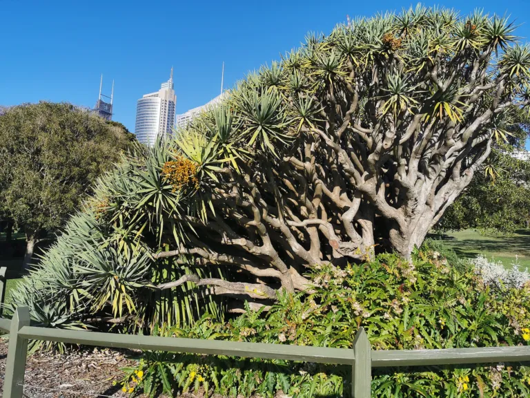 Dracaena draco