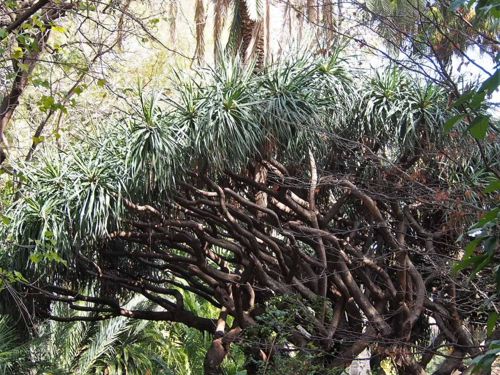 dracéna obyčajná (Dracaena draco) – v záhrade, fotografia rastliny