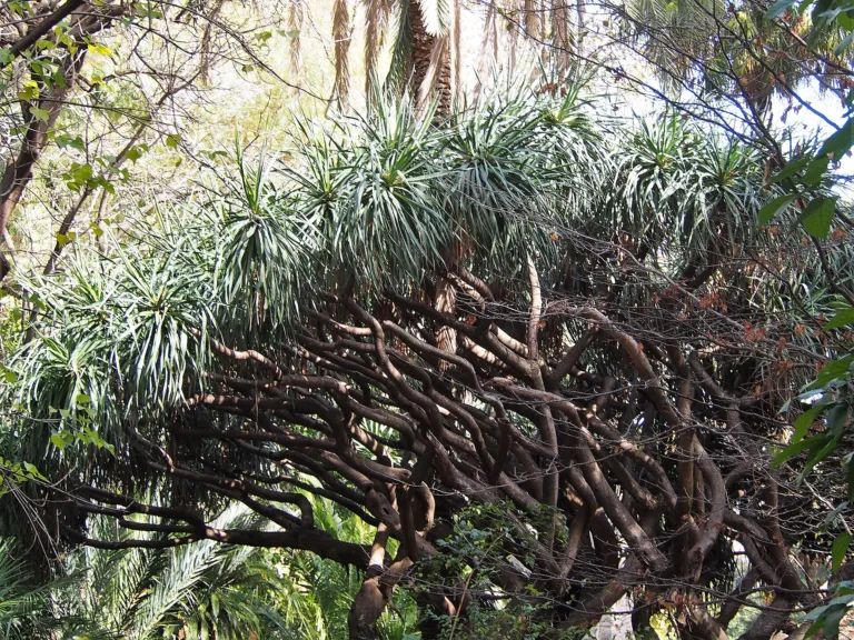 dragon-tree (Dracaena draco) – in a garden setting, plant photo