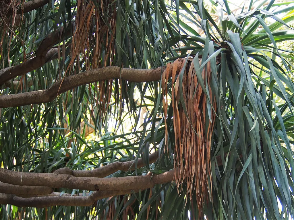 dracéna obyčajná (Dracaena draco) – v záhrade, fotografia rastliny