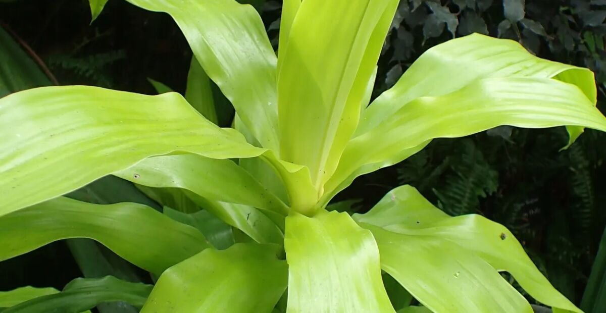 Dracaena fragrans – Pflanzenfoto