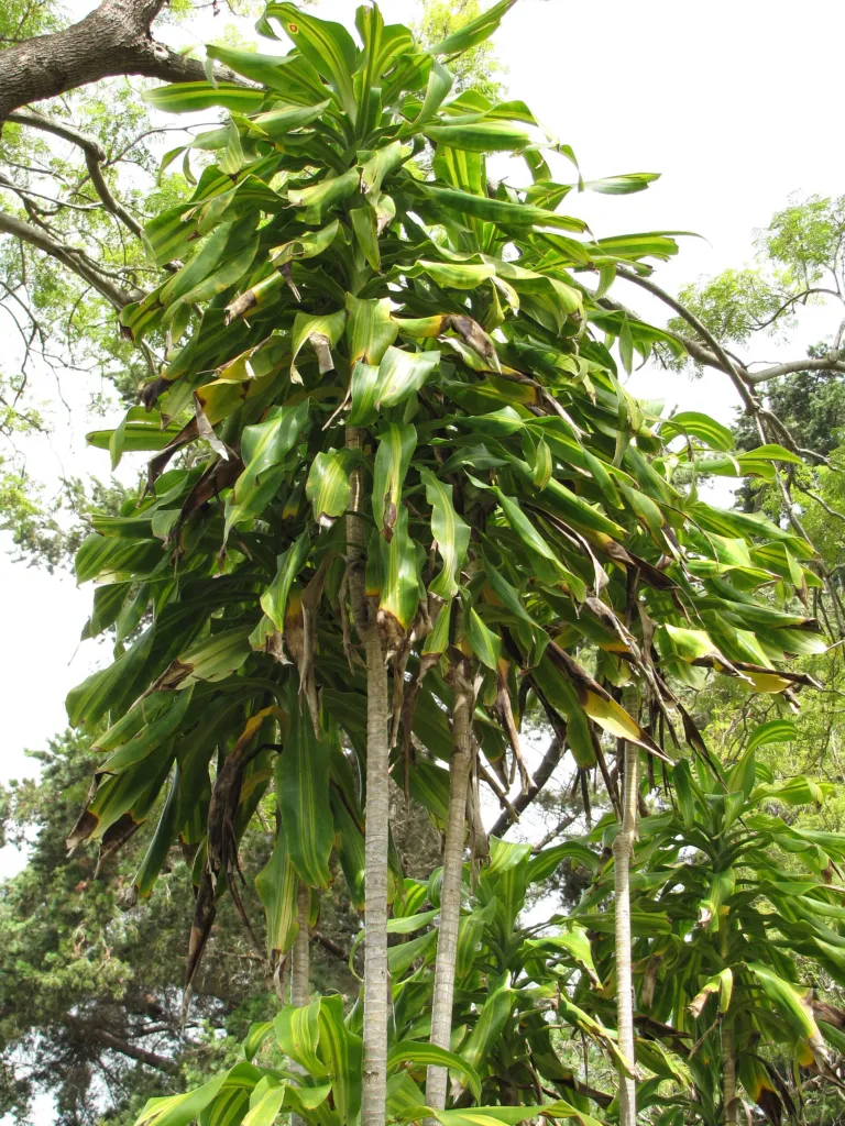dracéna voňavá (Dracaena fragrans) – v záhrade, fotografia rastliny