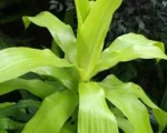 Cornstalk dracaena (Dracaena fragrans) care guide