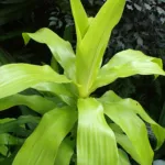 cornstalk dracaena (Dracaena fragrans) – plant photo