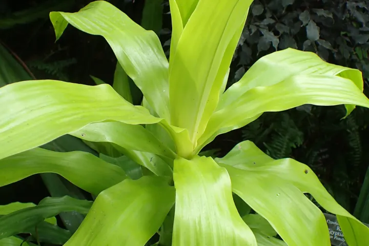 Dracaena fragrans