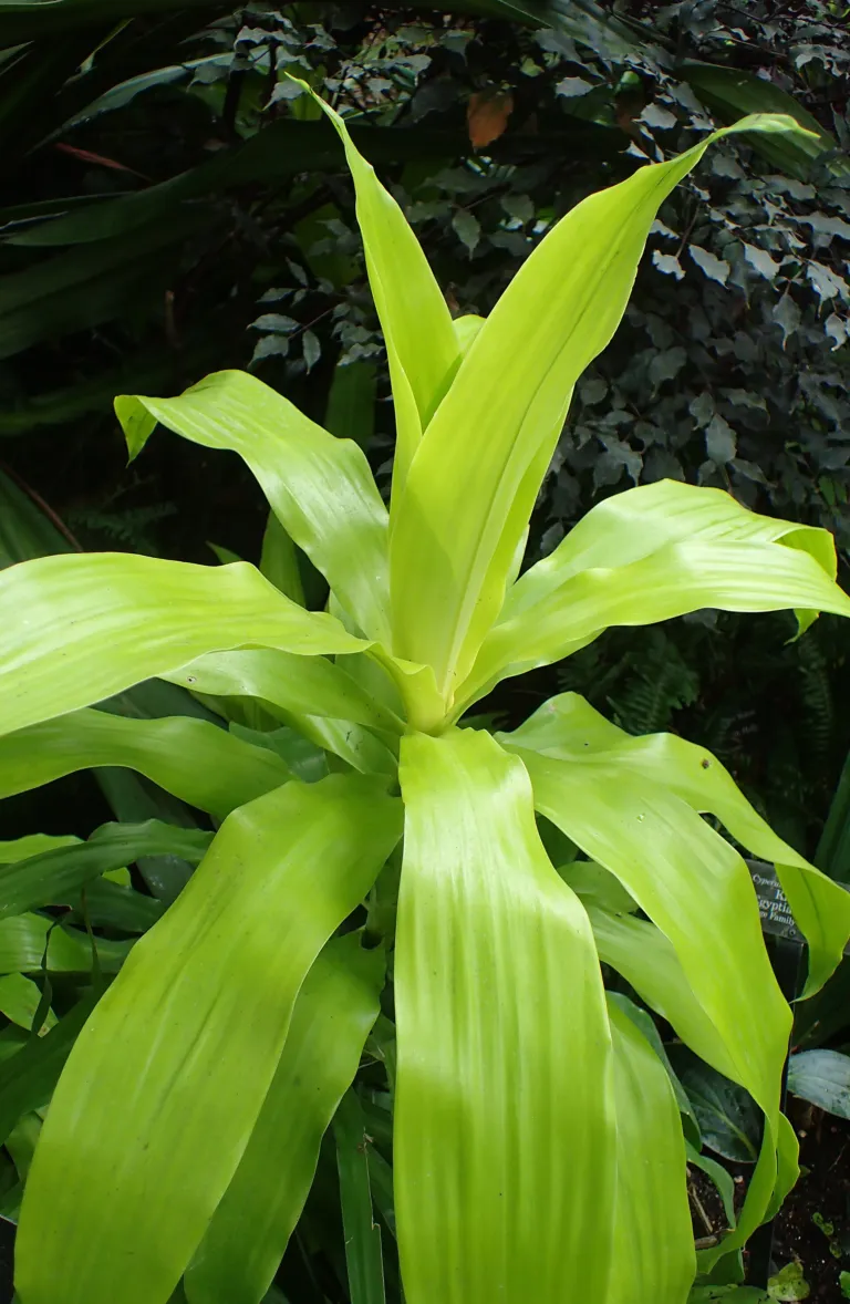 Dracaena fragrans