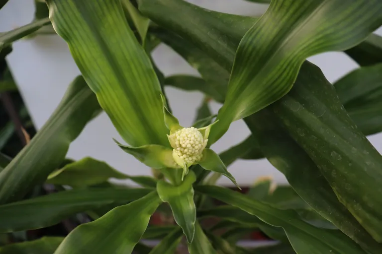 cornstalk dracaena (Dracaena fragrans) – in a garden setting, plant photo