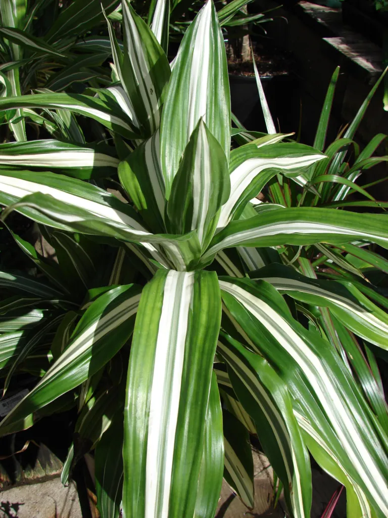 dracéna voňavá (Dracaena fragrans) – prirodzený rastový habitus, fotografia rastliny