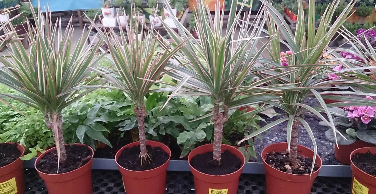 Dracaena marginata 'Bicolor' – plant photo