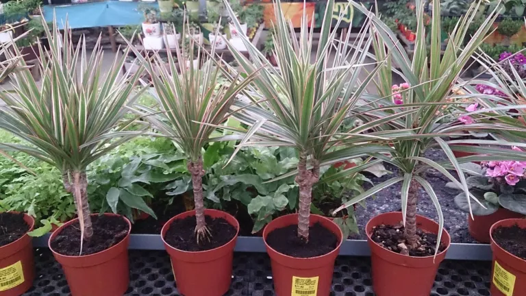 Dracaena marginata 'Bicolor'