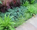 Dracaena marginata ‘Colorama’ (Dracaena marginata ‘Colorama’)