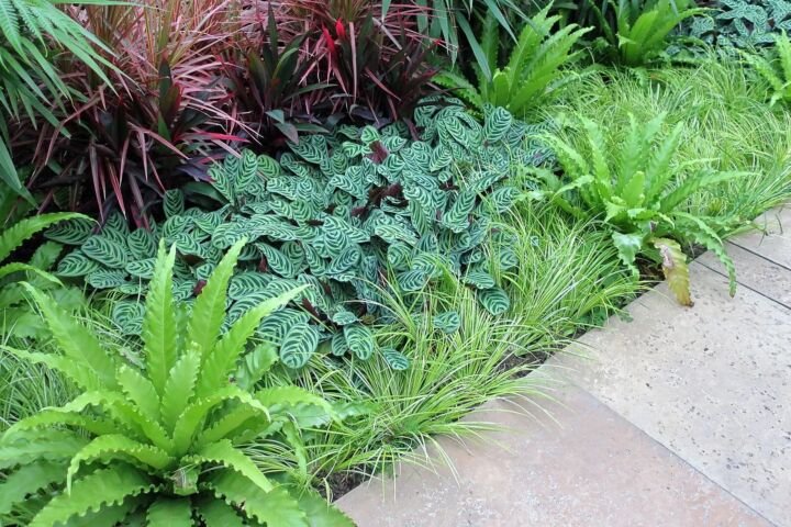 Dracaena marginata 'Colorama'
