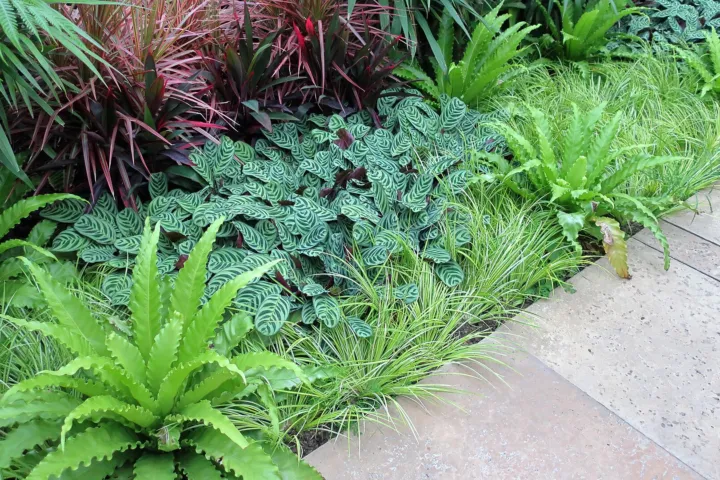 Dracaena marginata 'Colorama'