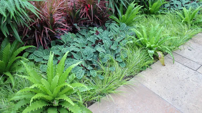 Dracaena marginata 'Colorama'