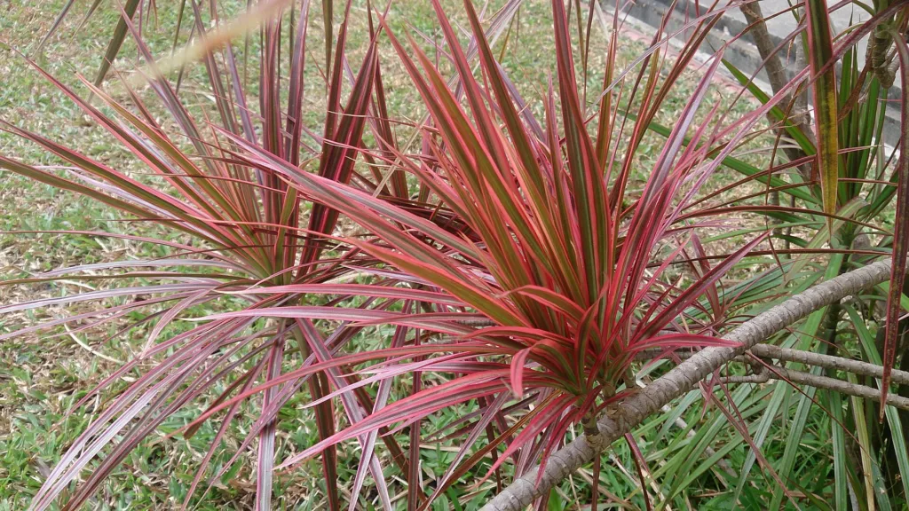 Gerandeter Drachenbaum 'Colorama' (Dracaena marginata 'Colorama') – natürliche Wuchsform