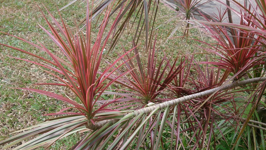 Gerandeter Drachenbaum 'Colorama' (Dracaena marginata 'Colorama') – natürliche Wuchsform