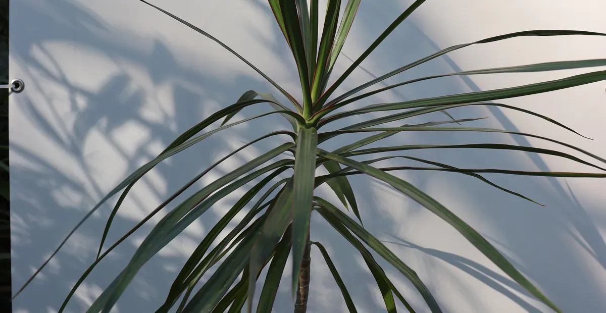 Dracaena marginata – plant photo