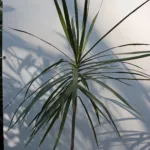 Dracaena marginata care guide (Dracaena marginata) – plant photo