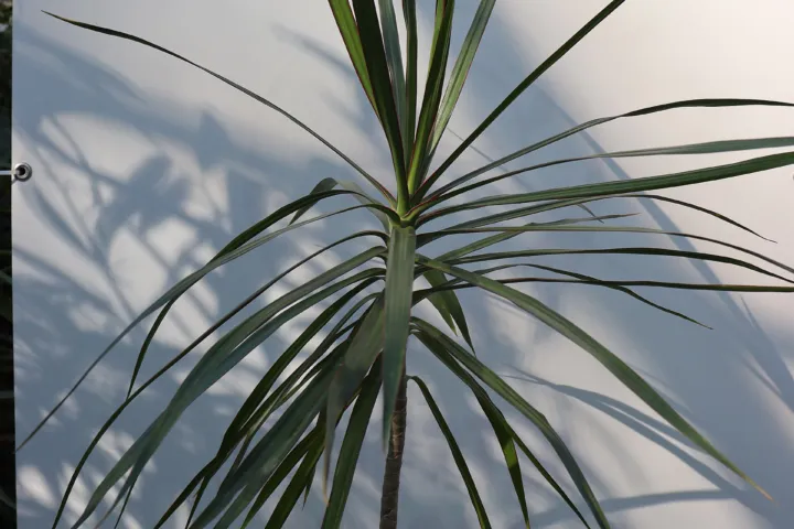 Dracaena marginata