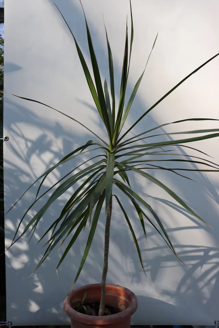 Dracaena marginata