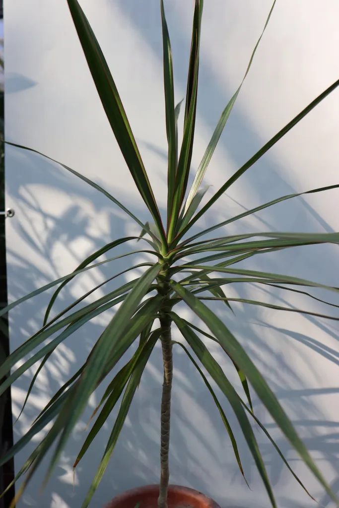 Gerandeter Drachenbaum (Dracaena marginata) – im Garten, Pflanzenfoto