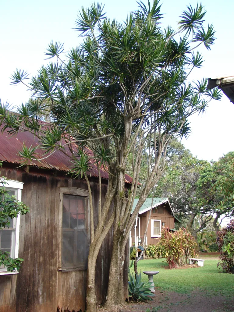 Gerandeter Drachenbaum (Dracaena marginata) – natürliche Wuchsform, Pflanzenfoto