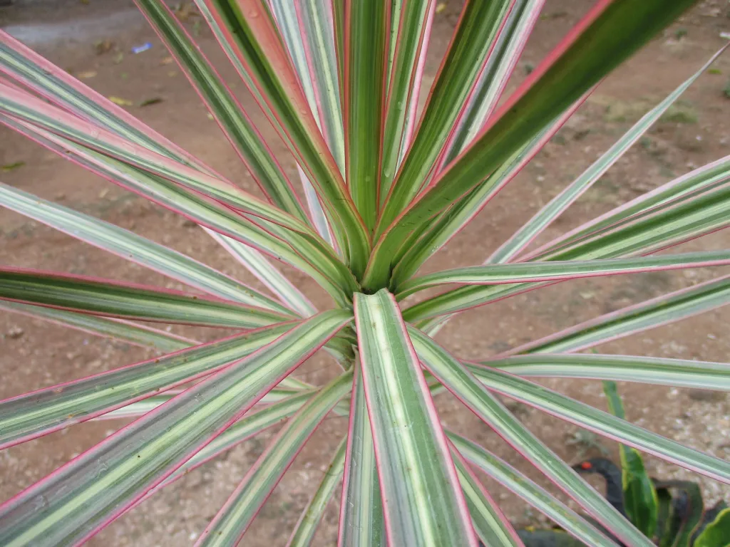 Gerandeter Drachenbaum (Dracaena marginata) – natürliche Wuchsform, Pflanzenfoto