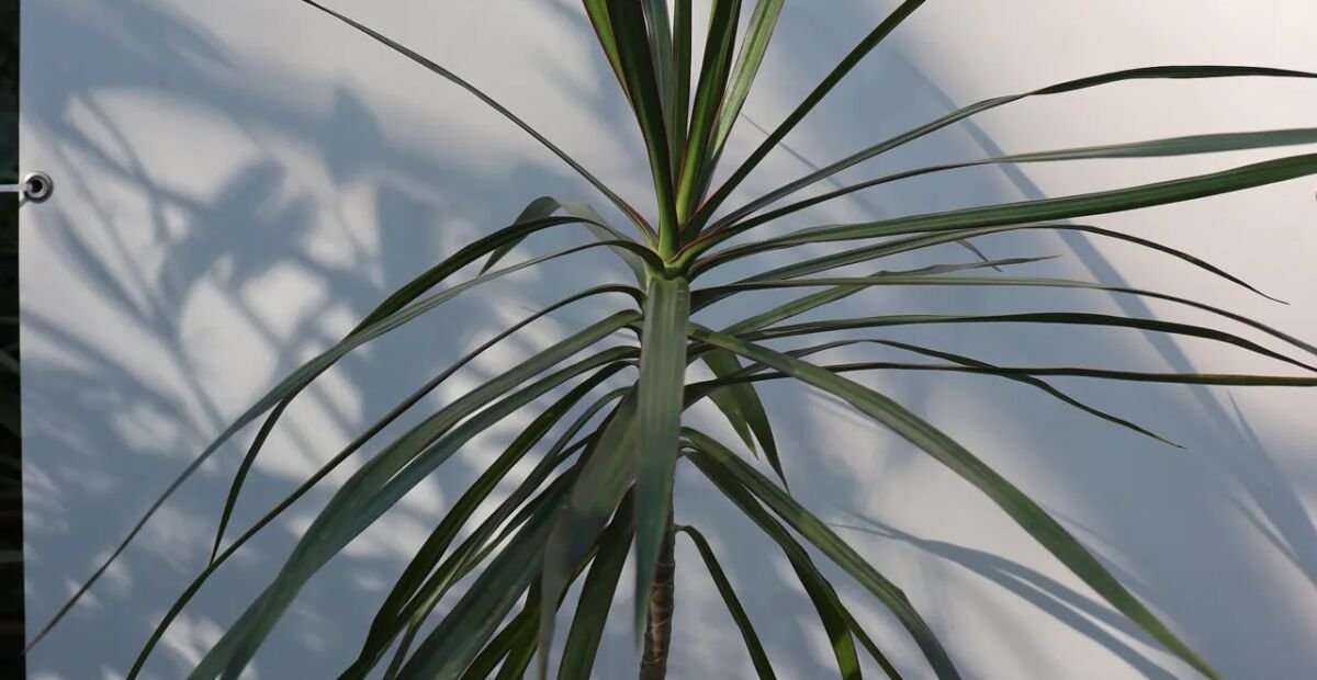 Dracaena marginata – fotografia rastliny