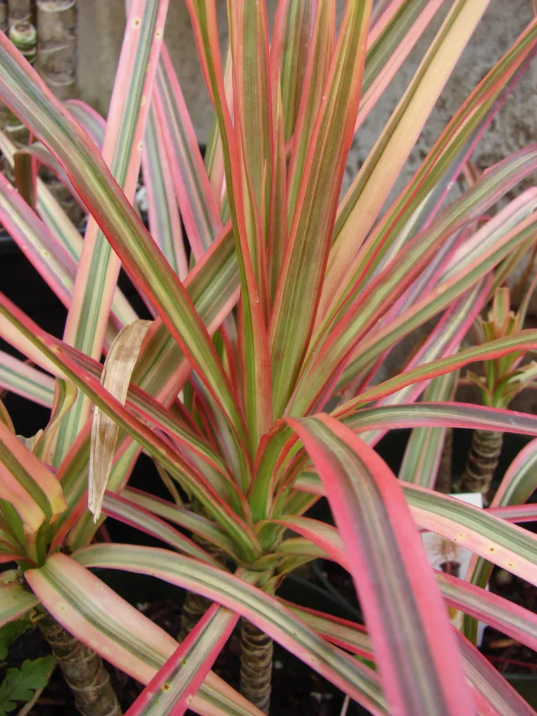 Gerandeter Drachenbaum 'Tricolor' (Dracaena marginata 'Tricolor') – natürliche Wuchsform